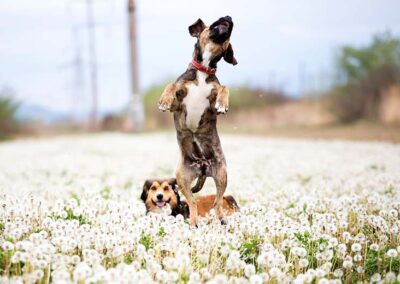 Fun Dog