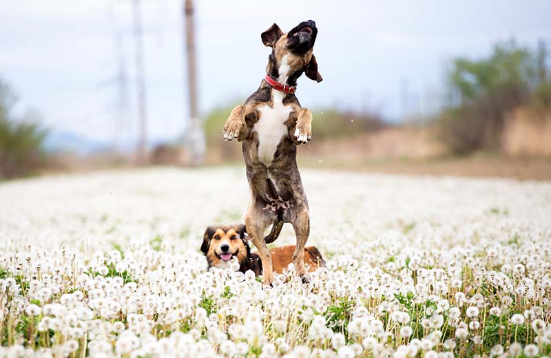 Dogs in magic dandelion meadow.