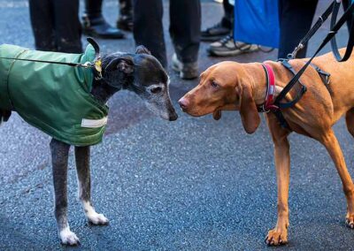 Kontrollierte Hundebegegnungen