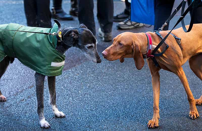 Featured_Hundebegegnungen_800x520