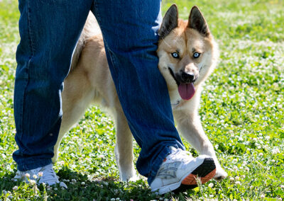 1:1 Coaching Mensch Hund