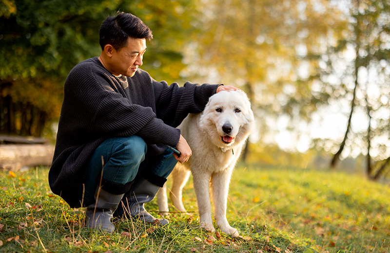 Featured_Kurs_Hundebrevett_800x520